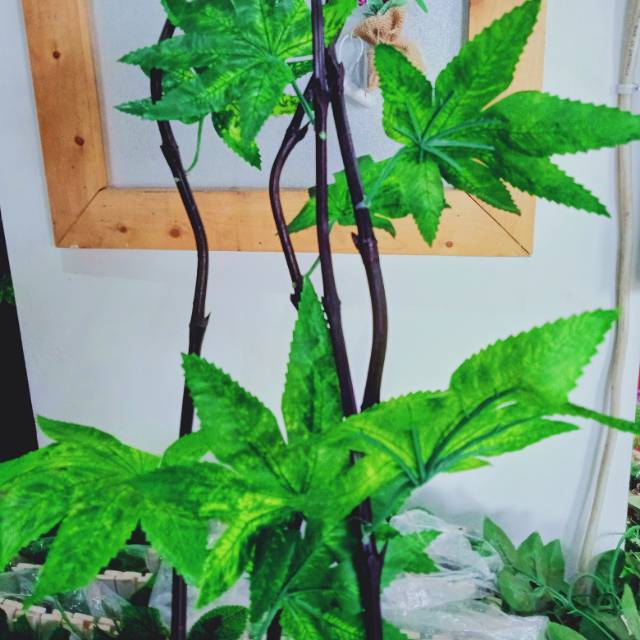  Bambu  Ulir  Inul hiasan  daun Maple Hijau Shopee Indonesia