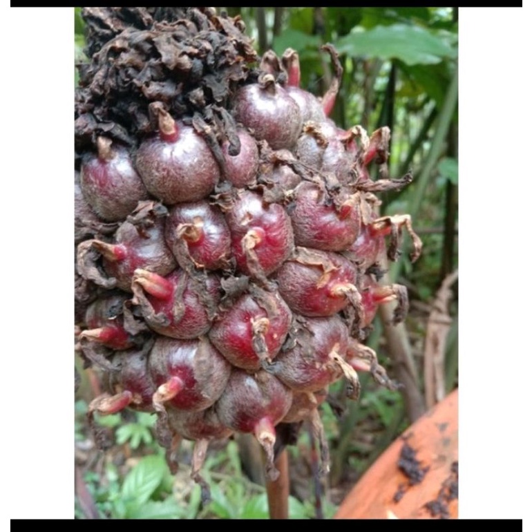 

Buah Honje Segar 1kg