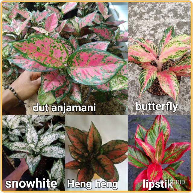Paket 5 bunga aglaonema murah