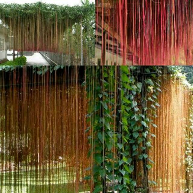 Tanaman Hias Curtain Ivy Bibit Tanaman Bibit Akar Gantung Tanaman Canopi Bibit Buah Shopee Indonesia