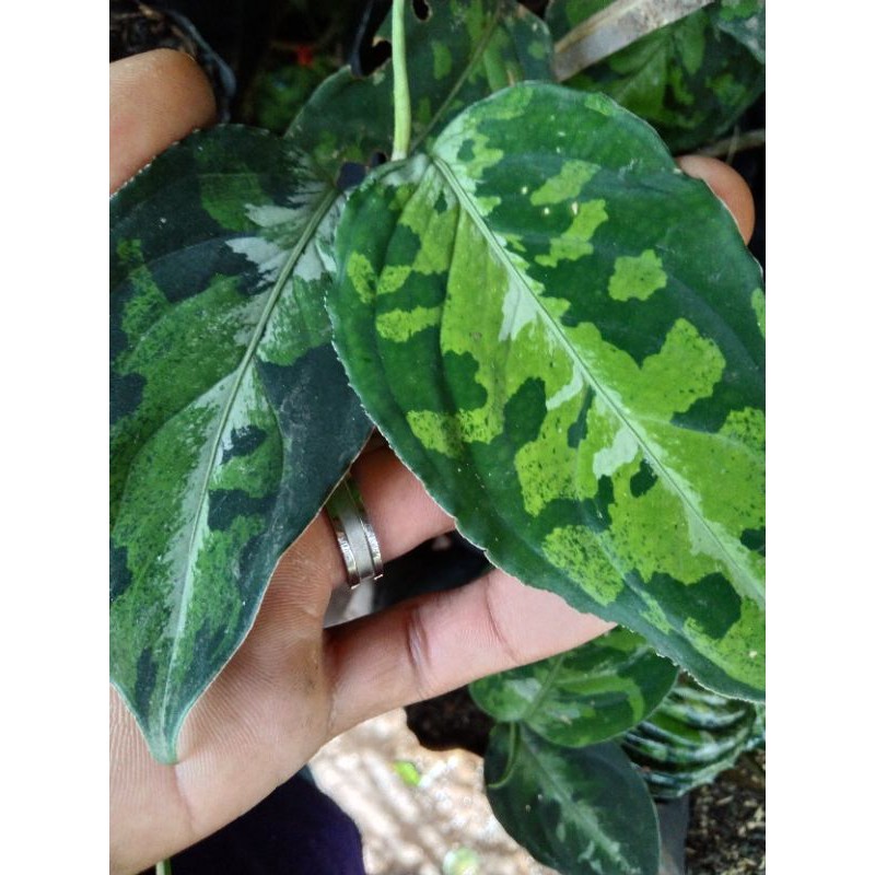 aglonema pictum tricolor