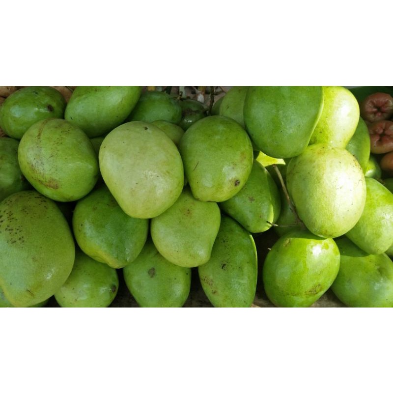 

MANGGA MUDA UNTUK RUJAK 1KG