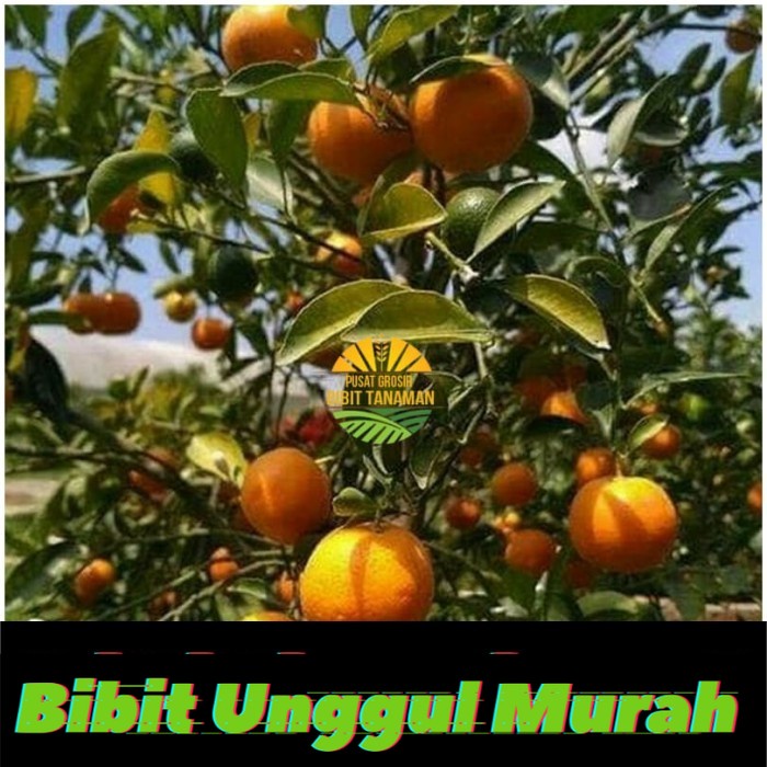 Bibit jeruk mandarin
