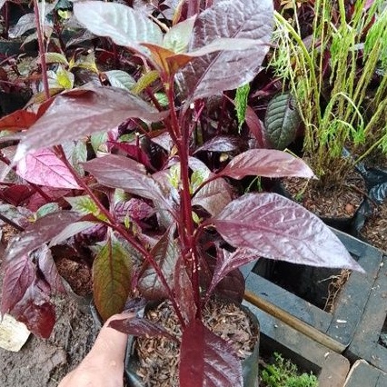 

Tanaman Herbal Pohon Handeleum ungu