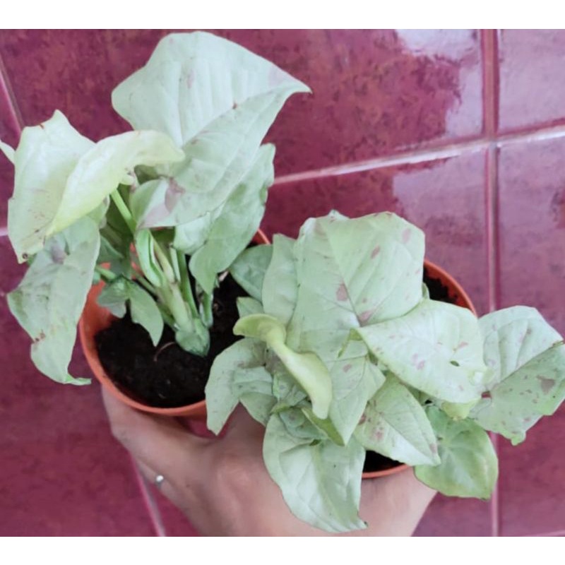 Syngonium/singonium milk confetti