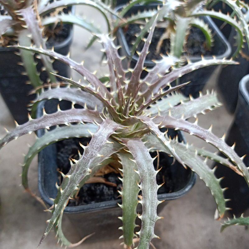 dyckia sp anakan