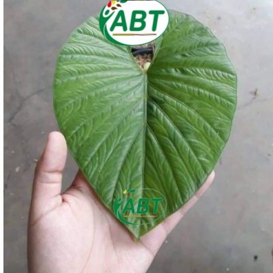 tanaman hias alocasia alba - alocasia alba termurah