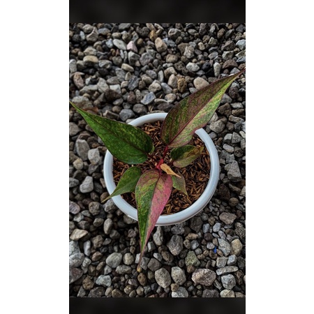 PROMO  Anthurium hokeri varigata pink