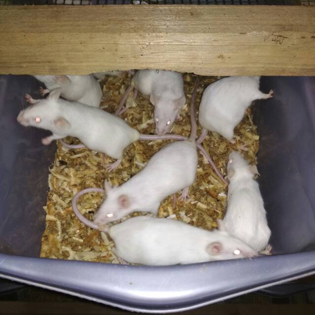 Tikus putih Mencit afkir