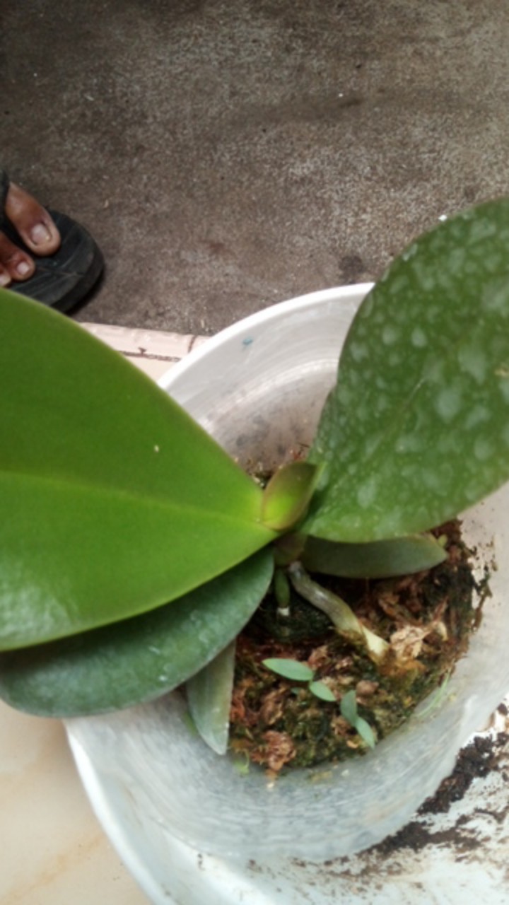 Anggrek Dewasa Bulan Chian Xian Dian Hybrid