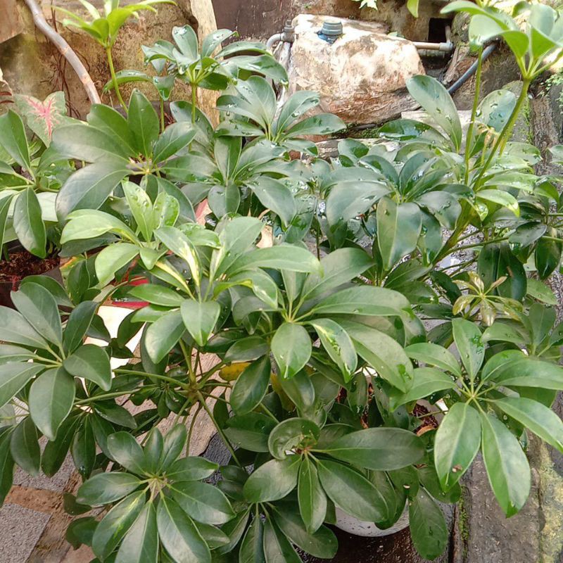 tanaman hias wali songo hijau