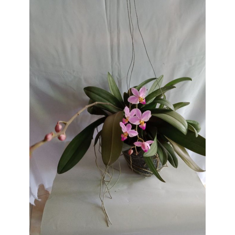 Tanaman Hias Anggrek Bulan Sakura mini (Anggrek Dorotis)