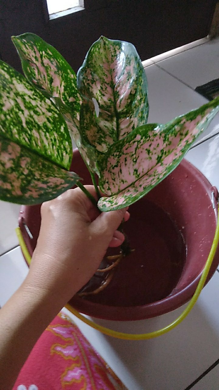 Tanaman Hias Aglonema Ruby Pink