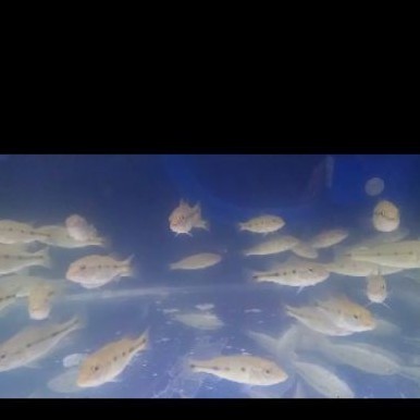 ikan peacock bass orinoco