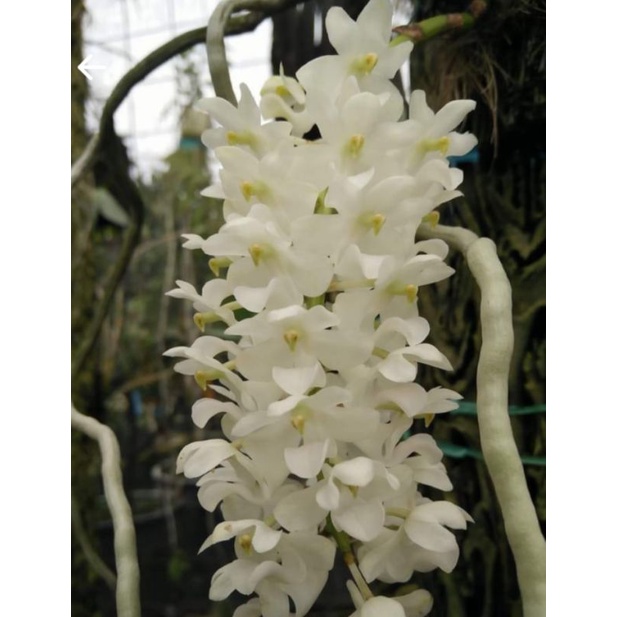 Rhycontilis retusa alba