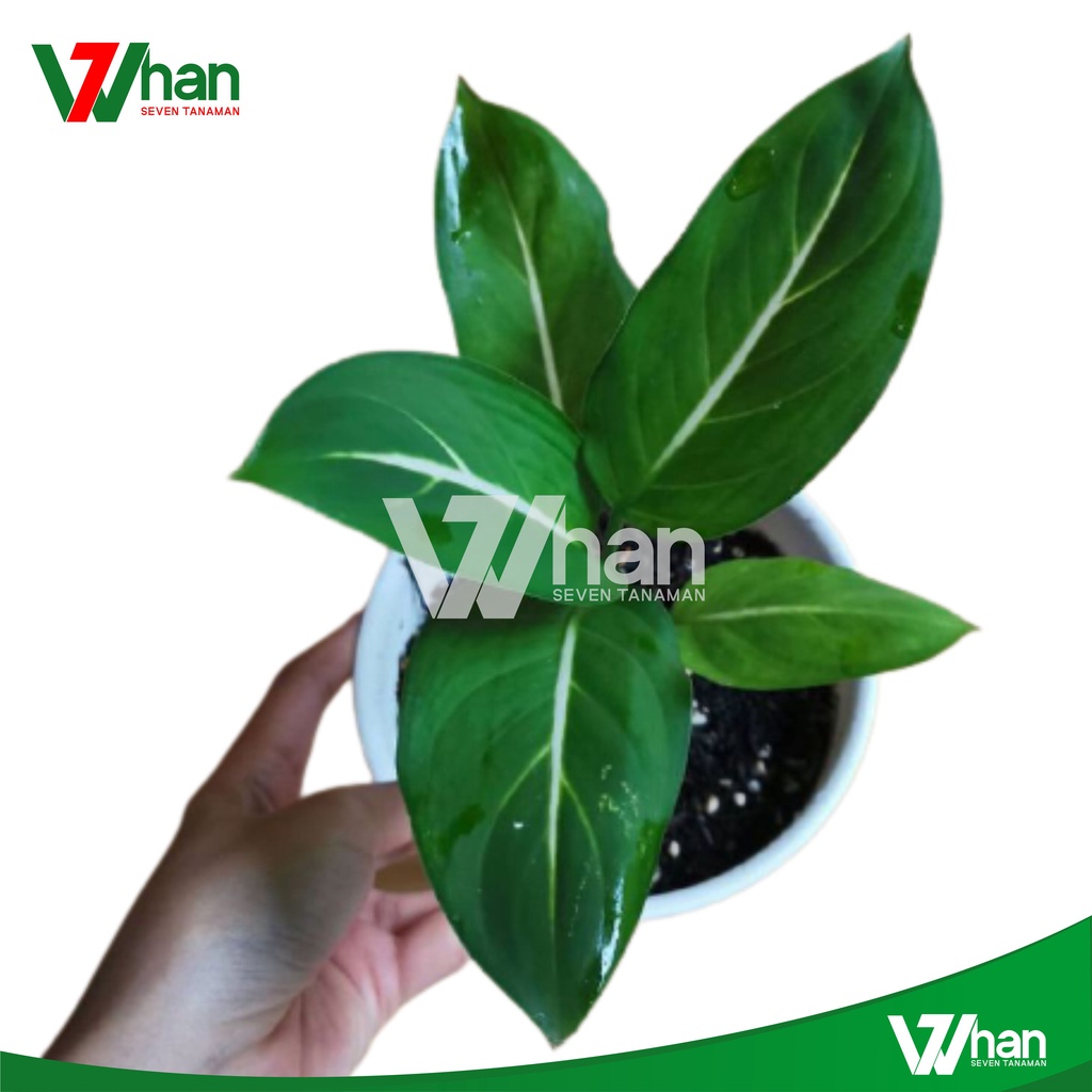 Tanaman Hias AGLONEMA HIJAU GARIS PUTIH WHAN7 TANAMAN