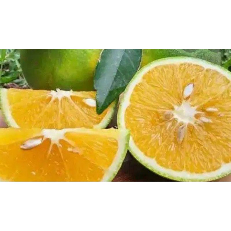 

Jeruk baby 500 gr