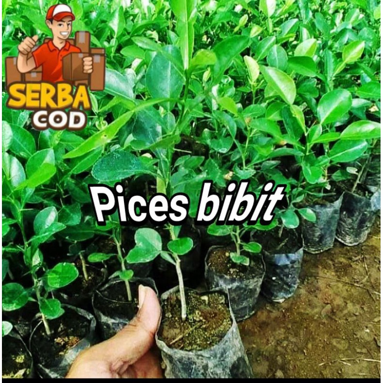 

bibit jeruk sambal termurah daun untuk penyedap masakan