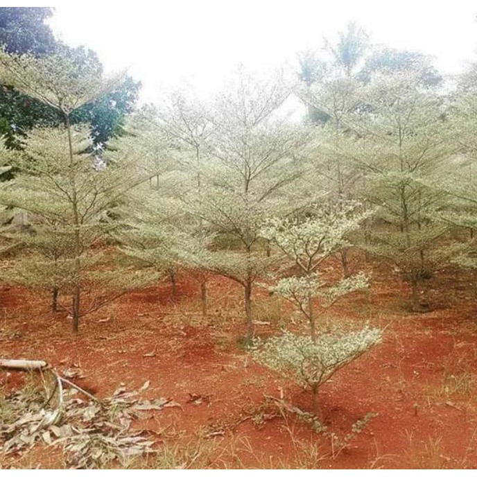 Jual 4 Bibit Pohon Ketapang Putih Varigata Unik - Benih / Biji / Bibit pr0mo