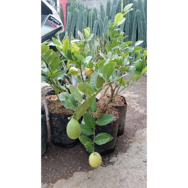 Tanaman jeruk lemon jumbo