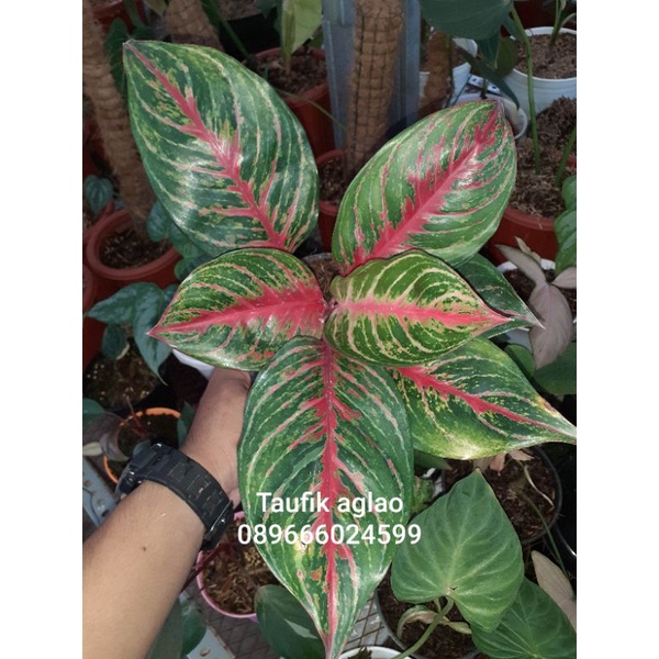 aglaonema Red sunset