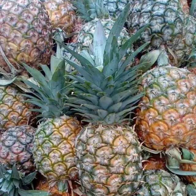 

Buah nanas madu mentah dan matang
