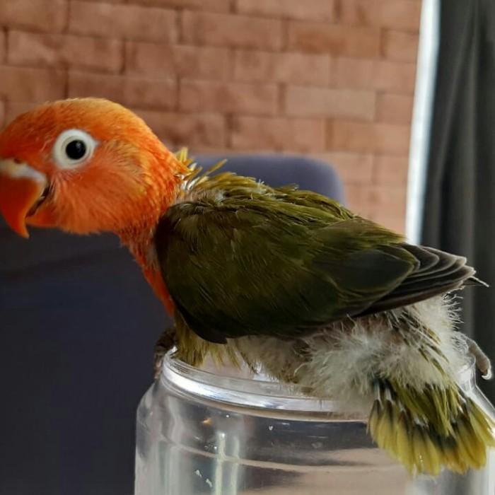 lb lolohan biola green Kualitas Terbaik