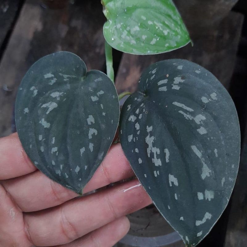 original scindapsus prakensis sp Borneo