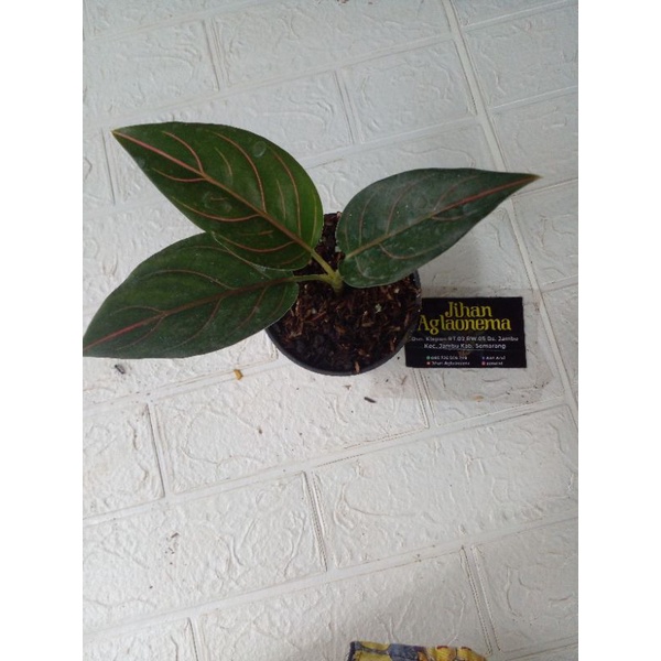 aglaonema rotundum