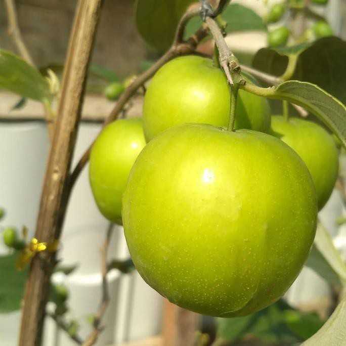 Bibit Tanaman Apel Putsa Berbuah - Pohon Apel Putsa/Apel India