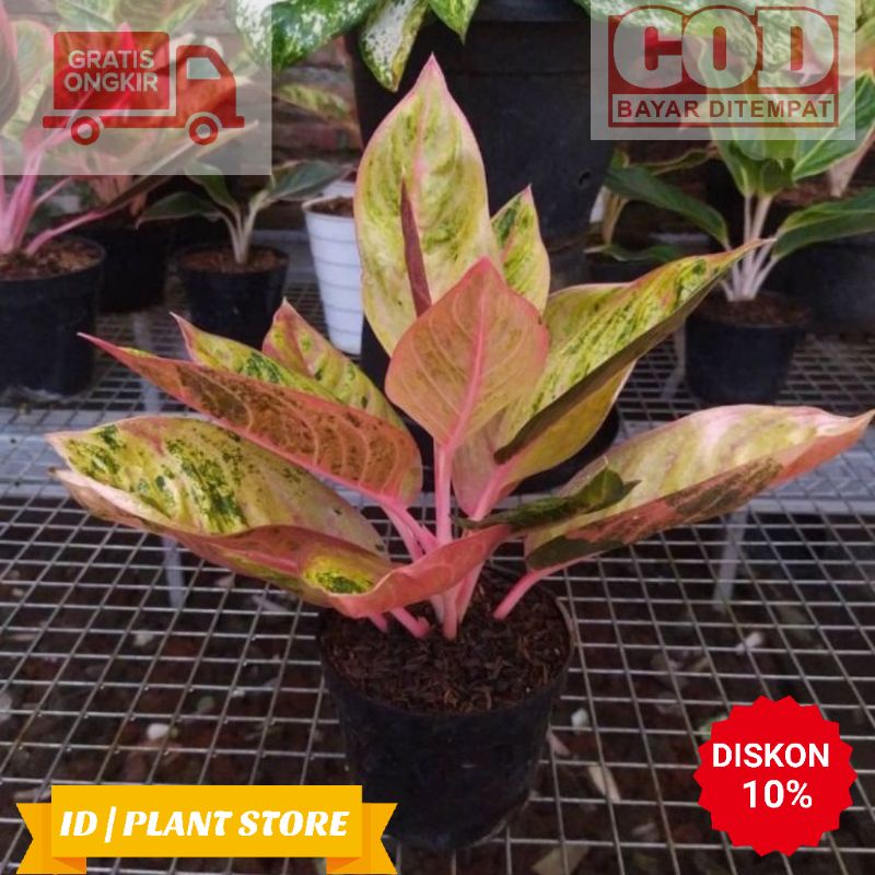 Tanaman hias aglonema big roy-bunga aglonema-tanaman hidup-bunga hiasan