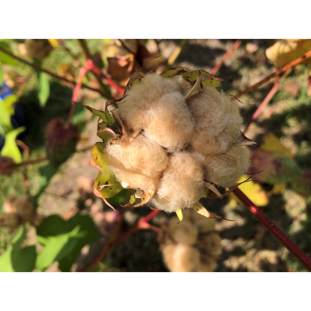 Benih Bibit Biji - Tea Cotton Tree / Tanaman Kapas Cokelat Seeds