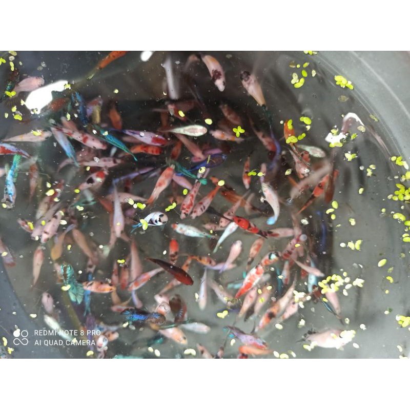 cupang koi galaxy multicolor