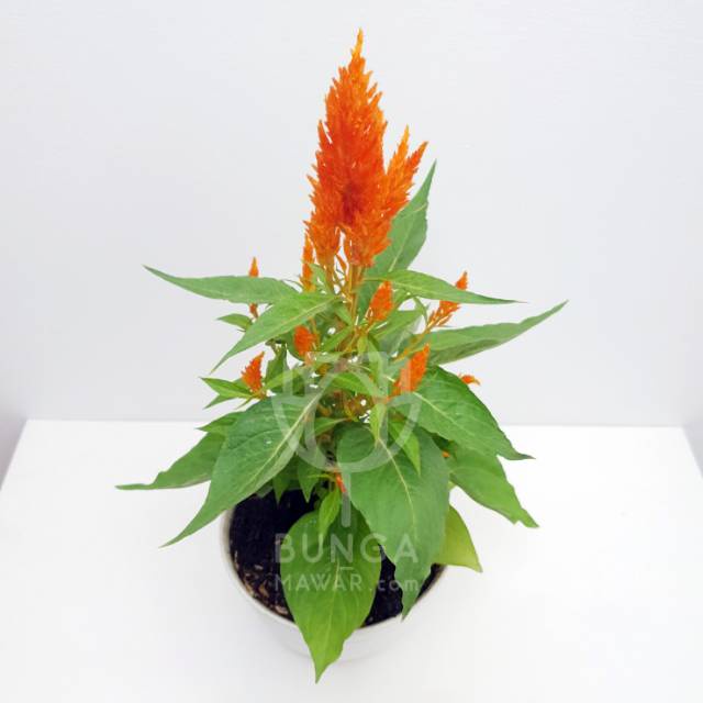 Tanaman Hias Celosia Orange tanaman hias hidup jengger ayam warna orange tanaman hias bunga celosia 