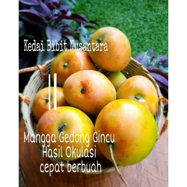 Bibit Mangga Gedong Gincu Super manis