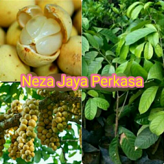 BIBIT BUAH DUKU PALEMBANG ASLI