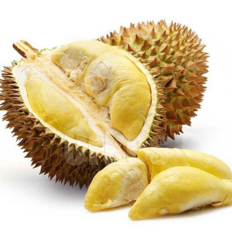 bibit durian monthong Thailand