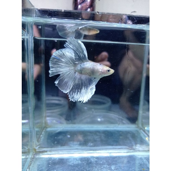 IKAN CUPANG HALFMOON WHITE COOPER