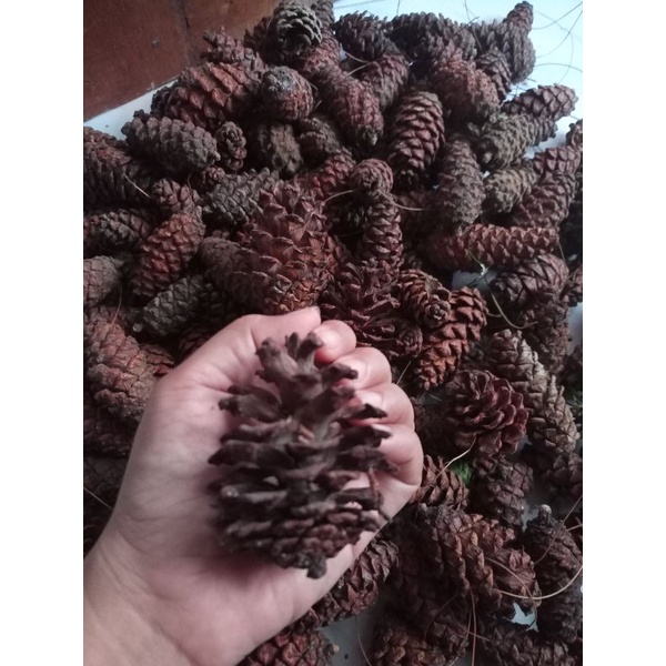 bunga pinus kering / bunga rustic
