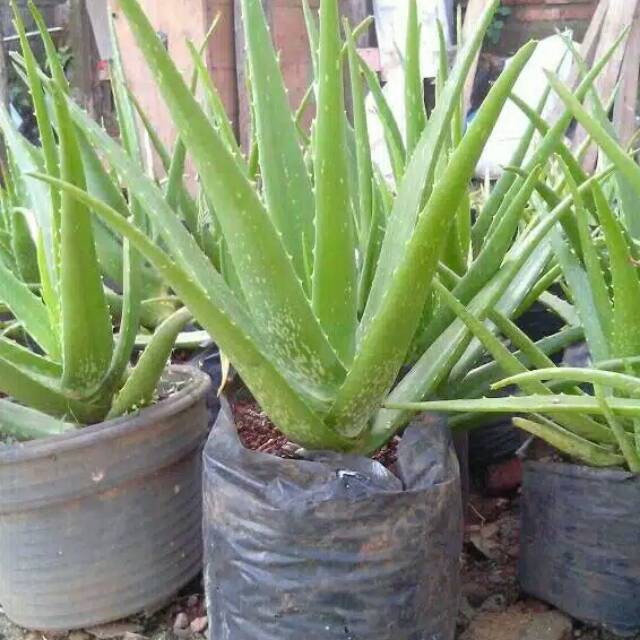 Bibit Tanaman Herbal ALOEVERA Hidup &amp; Berakar - Tanaman Herbal Lidah Buaya