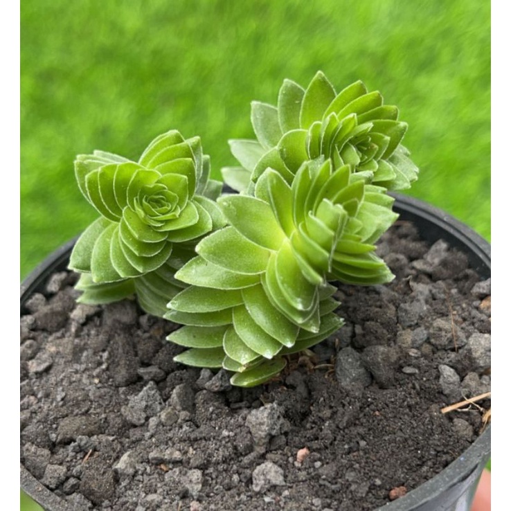 Sukulen Crassula Estagnol