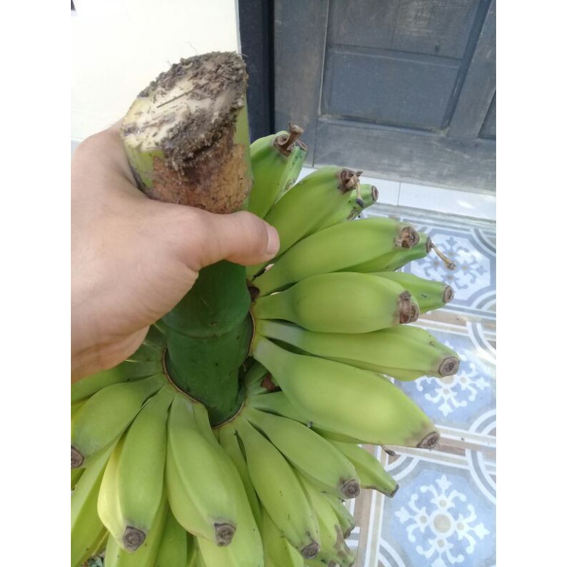 Buah Pisang Batu Muda Pisang Klutuk Pisang Biji 1kg Indonesia