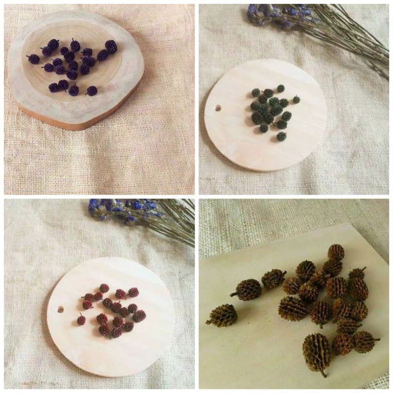 Bahan Kerajinan Mahar DIY Biji Cemara Laut Durenan