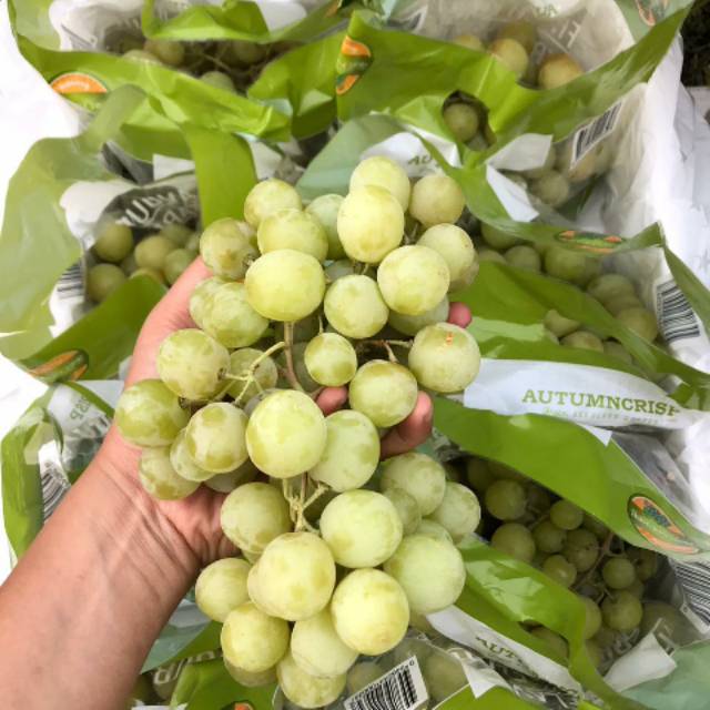 

ANGGUR IMPORR AUSTRALIA (SEEDLESS) TANPA BIJI (KHUSUS PENGIRIMAN INSTAN DAN SAMDAY)