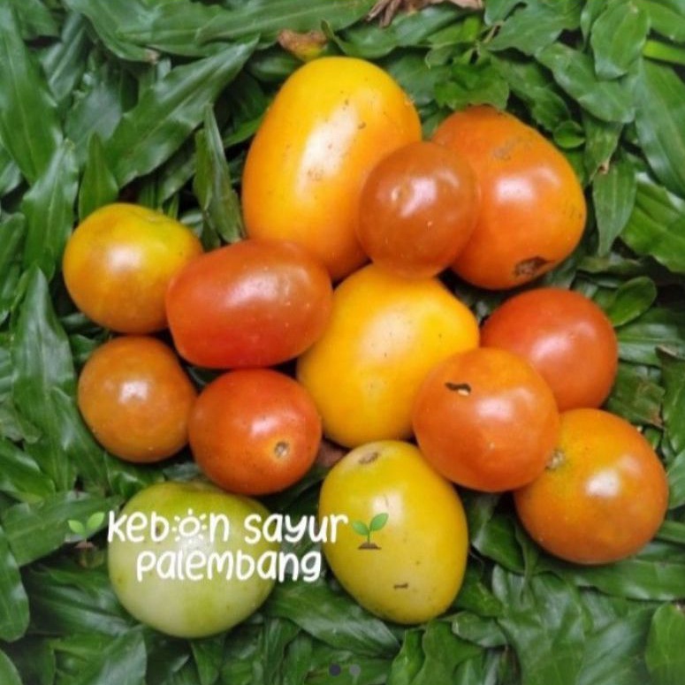

cung tomat ceri