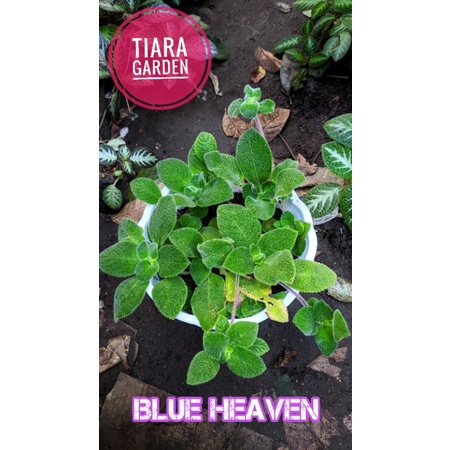 Episcia Blue Heaven (bunga ungu)