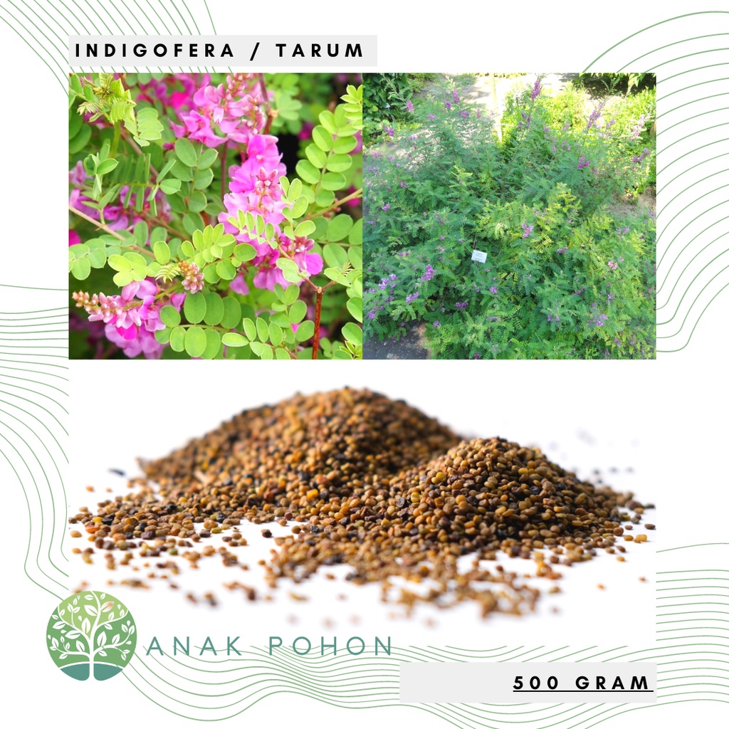 (500 GRAM) Benih Tanaman Indigofera Tarum (Indigofera tinctoria) Seeds - Sumber Protein Pakan Hewan Ternak