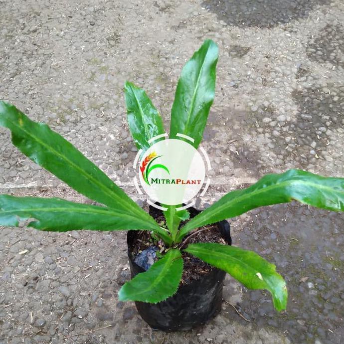 Kqd Bibit Tanaman Walang Sangit - Tanaman Walang Sangit ( Obat Herbal)