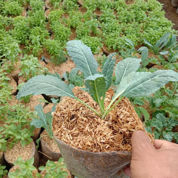 tanaman sayur kale nero