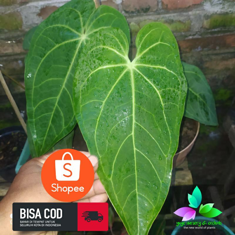 Anthurium warocqueanum x ace of spades / Lidah gajah hybrid